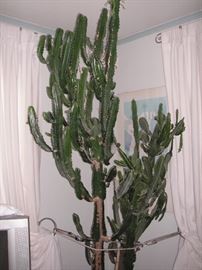 Huge old cactus