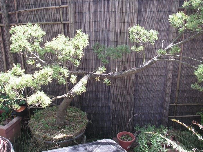 Bonsai tree - approx 70 years old