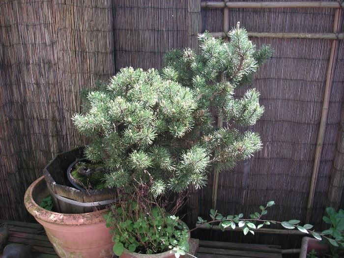 Another bonsai
