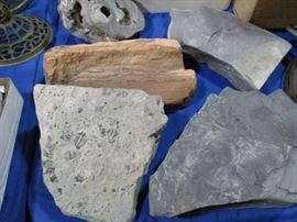 Fossil rocks and Petrified wood