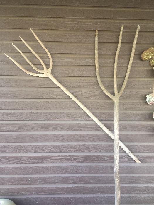Vintage pitchforks made it out of roots
from a Spanish tree
