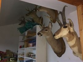 deer head mount 
