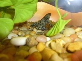 FIRE-BELLIED TOAD 