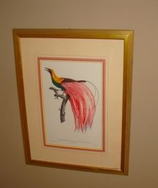 Framed Bird Print