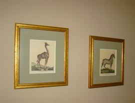 Framed Animal Prints