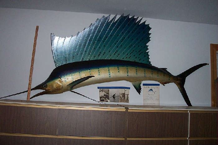 Yes!! a full size sword fish caught in 1969