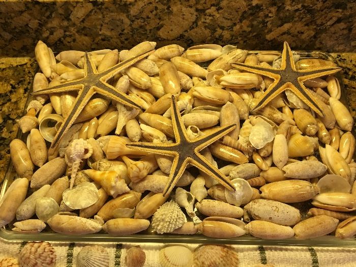 Hand picked shells from Navarre Beach