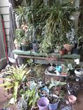 Loads of plants, cactus, succulents, some exotics