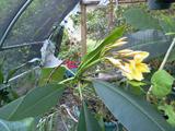 Tropical plants such as this Hawaiian flower - cuttings for this plant sell for $20. We have a full grown "tree"