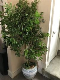 Dried Plant & Planter