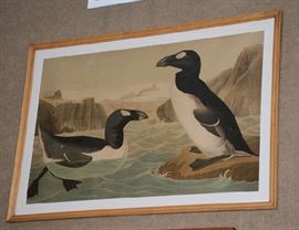 Audubon print