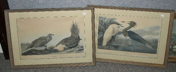 2 Audubon lithos, Purple Heron, Cock of the Plains 