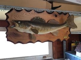 Professional walleye mount