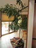 giant plant