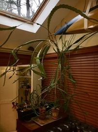 Huge orchid… We are trying to make cuttings for you to buy.