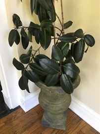 Large potted rubber tree plant. Also many other potted plants for sale including orchids.