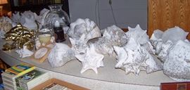 So Many Shells!!