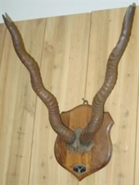 Antelope Horns
