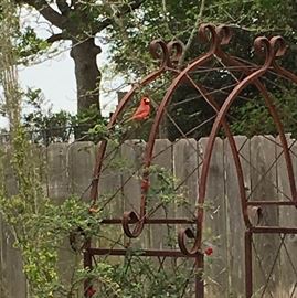 Iron garden arch trellis