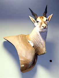 Eland, Approx 66"T