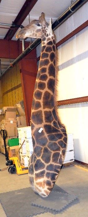 Giraffe, 12'T