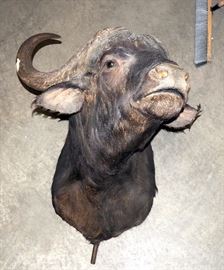  Water Buffalo, Approx 36"T, Horns 33"W