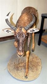 Tsessebe Juvenile Full Body Mount On Rolling Scenery Base, Approx 44"