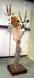Oryx Gemsbok & Oryx Scimitar Double Shoulder Mount On Rolling Tree Stump Base, Approx 108"T