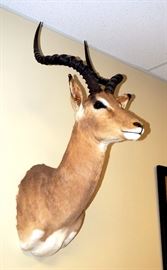  Impala Shoulder Mount, Approx 36"T