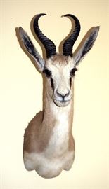 Impala Shoulder Mount 24"T