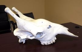 Bleached Giraffe Skull 30"L
