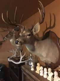 Pair of 8 point stag mounts, bourbon bottle, shot glasses, chalkware busts of classical music composers