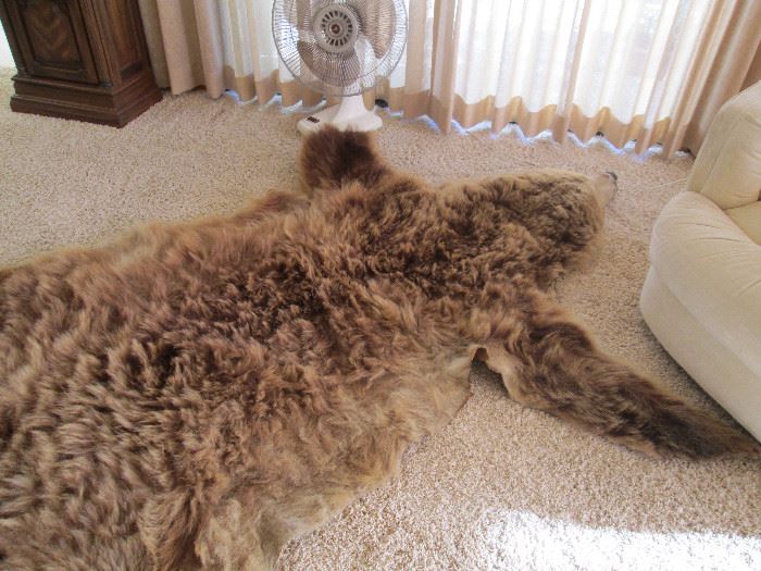 Authentic grizzly bear pelt
