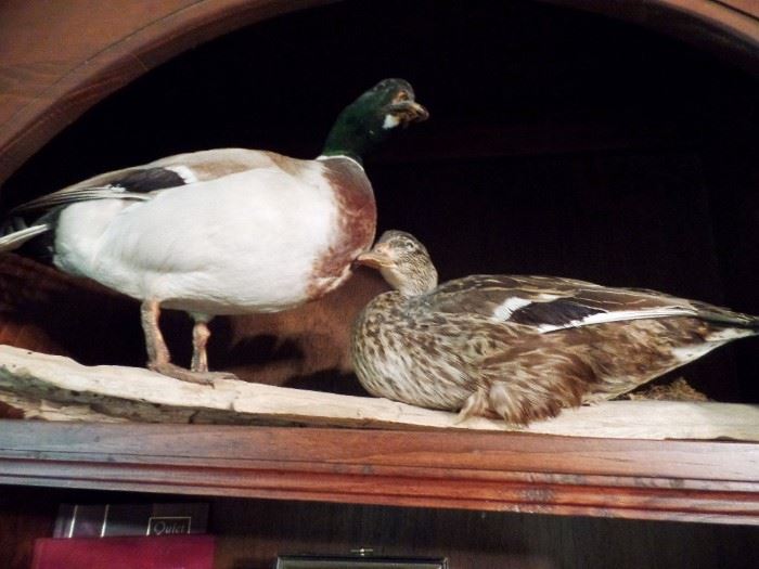 Ducks looking for a new home 