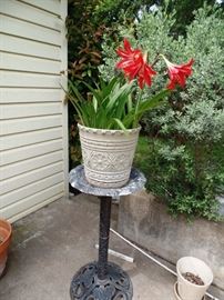 One of the several planters