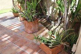 Lots of potted plants