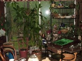 plants, plants and more plants (and plant stands and pots)
