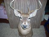 Whitetail Deer Mount