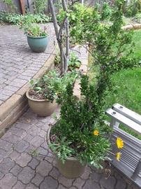 Collection of Pots and Planters. Scaffolding Ladder Metal in the front.