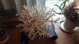 White Reef Coral