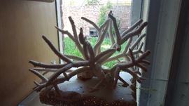 White Reef Coral Fingers