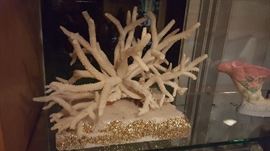 White Reef Coral Fingers