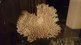 Heart Shaped White Reef Lace Coral