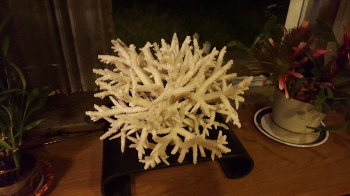 White Reef Coral