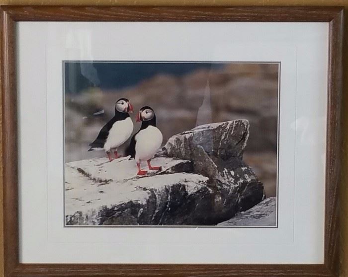 Signed Puffin Print