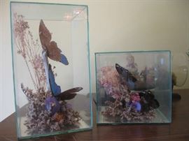 Real Butterflies in glass