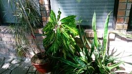 Several plants available 