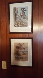 Original Audubon bird pictures