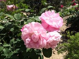 Roses in this Los Angeles Leisure Garden