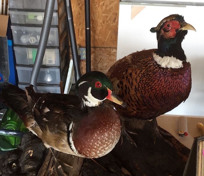 Wood duck and pheasant taxidermy